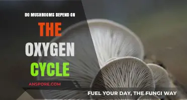 Mushrooms and Oxygen: Unveiling Their Vital Role in the Cycle