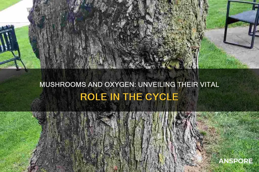do mushrooms depend on the oxygen cycle