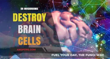 Mushrooms: Brain Cell Killers or Not?