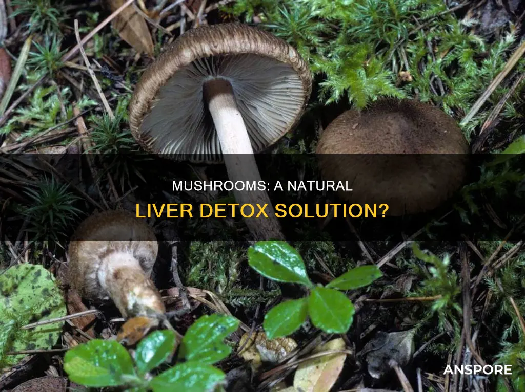 do mushrooms detox the liver