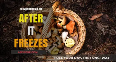 Do Mushrooms Survive Frost? Freezing Temperatures and Fungal Resilience Explained