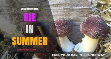 Mushroom Survival: Summer's Impact Explored