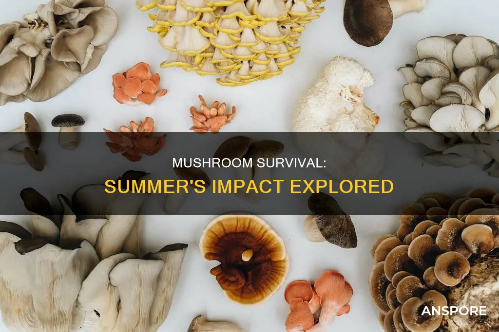 do mushrooms die in summer