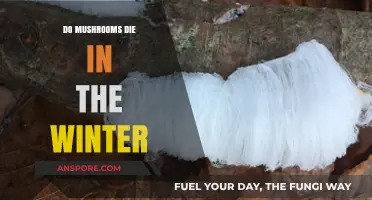 Do Mushrooms Survive Winter? Understanding Fungal Life Cycles in Cold Climates