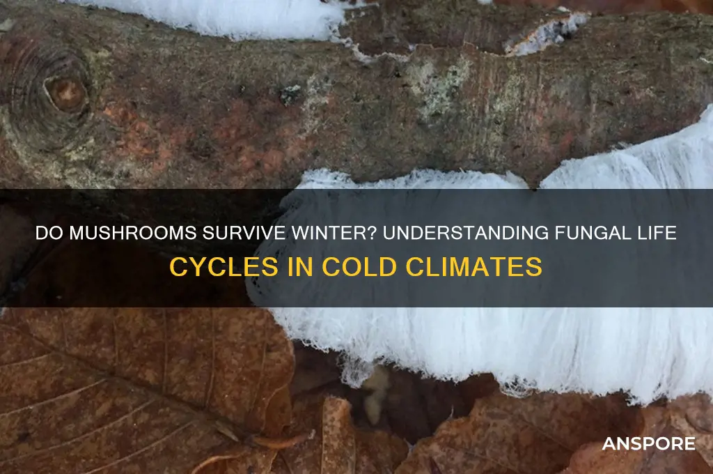 do mushrooms die in the winter