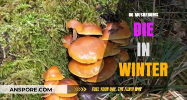 Mushrooms' Winter Survival: Do They Live or Die?