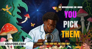 Do Picked Mushrooms Die? Understanding Their Lifespan After Harvesting