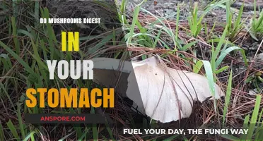 Can Your Stomach Digest Mushrooms? Unraveling the Fungal Breakdown Mystery