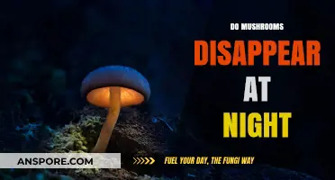 Mushrooms: Nighttime's Magical Disappearance Act