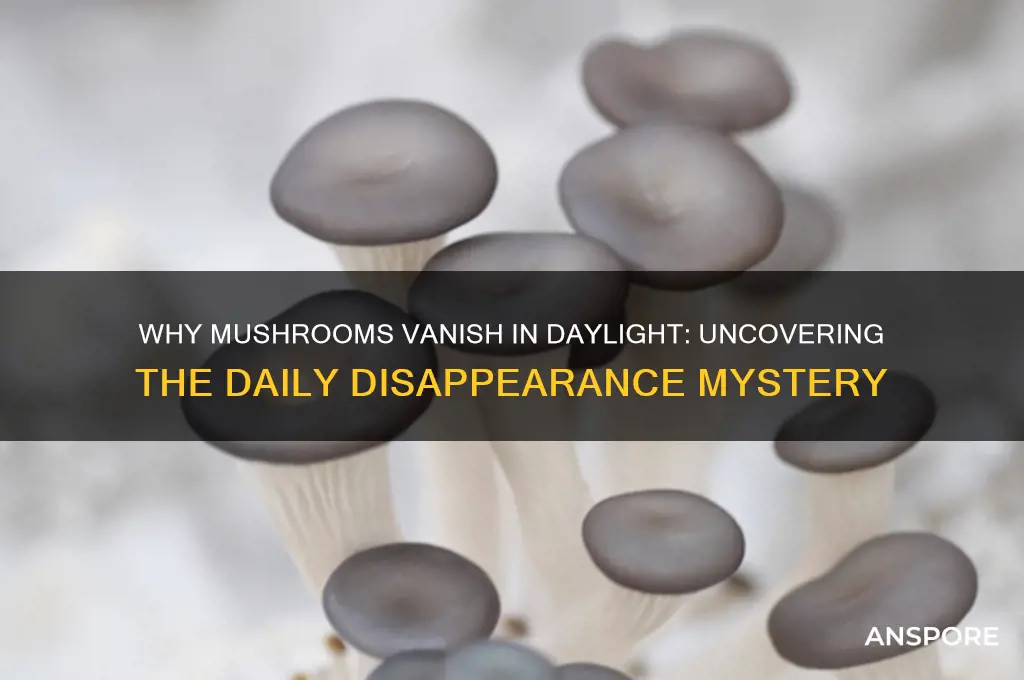 do mushrooms disappear during the day
