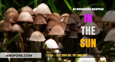 Do Mushrooms Vanish in Sunlight? Unveiling the Truth Behind the Myth