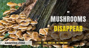 Mushrooms: Why They Vanish and Reappear