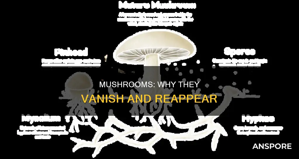 do mushrooms disappear