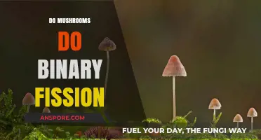 Mushrooms: Binary Fission or Not?