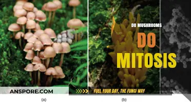 Mushrooms and Mitosis: The Cell Division Mystery