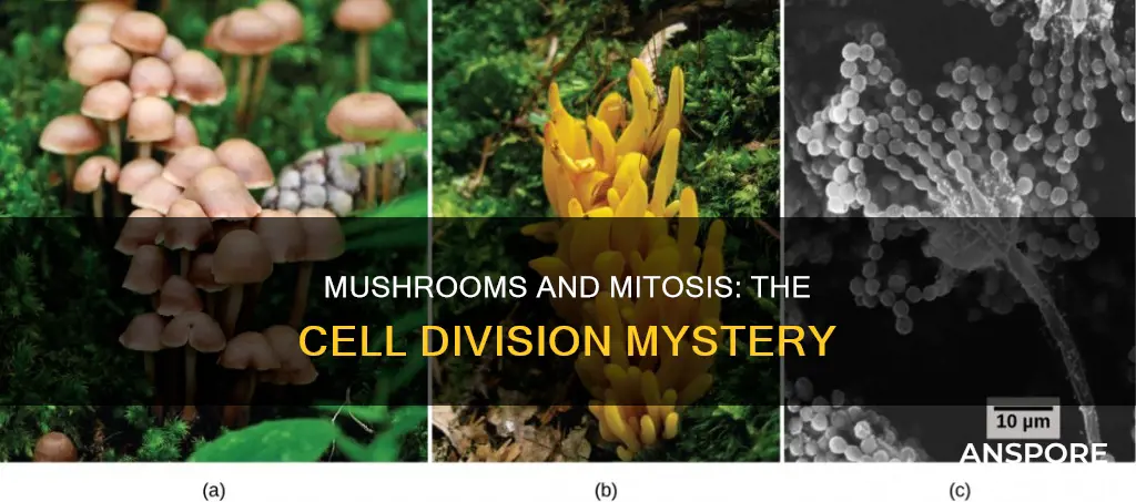 do mushrooms do mitosis