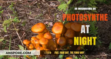 Do Mushrooms Perform Photosynthesis at Night? Unveiling Fungal Secrets
