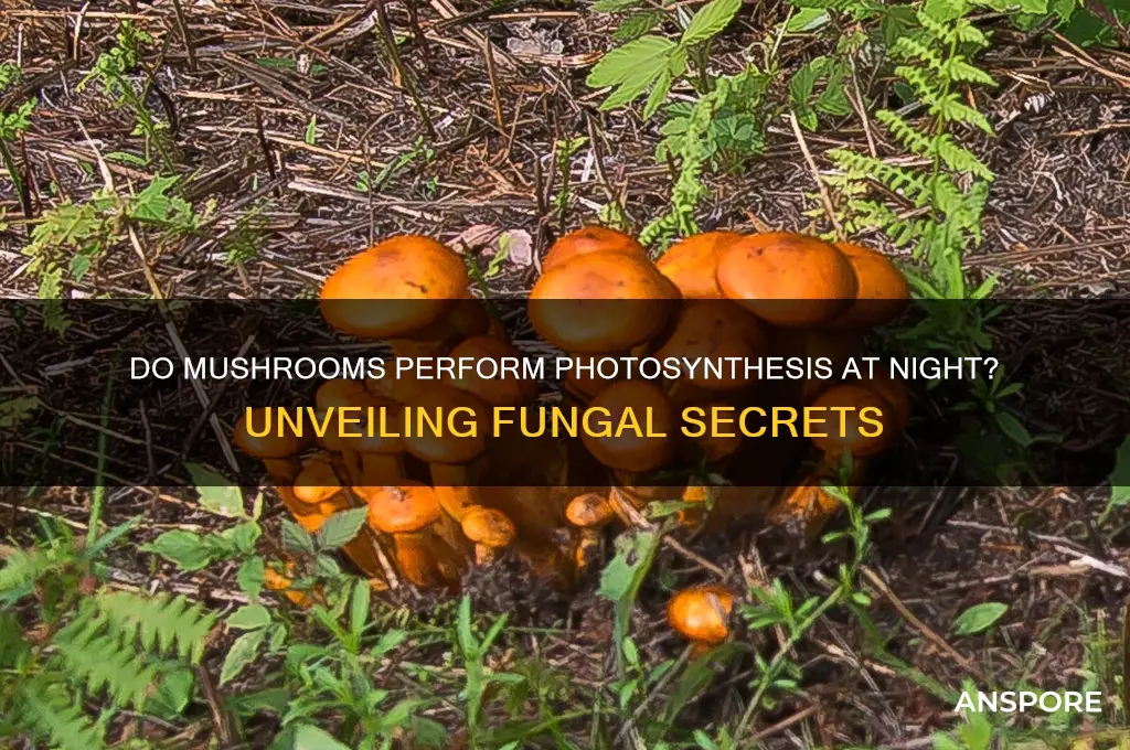 do mushrooms do photosynthesis at night