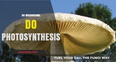How Mushrooms Photosynthesize: Nature's Unique Process
