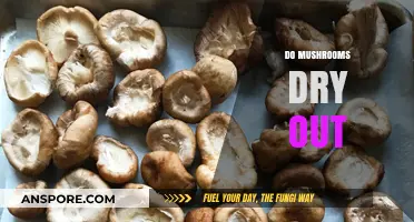 Mushrooms: Drying Out and Preservation Techniques
