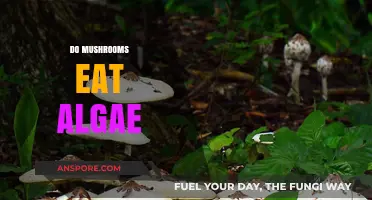 Do Mushrooms Eat Algae? Unveiling the Surprising Relationship