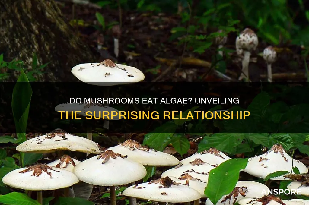 do mushrooms eat algae