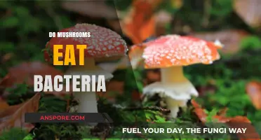 Do Mushrooms Eat Bacteria? Unveiling Their Unique Microbial Interactions