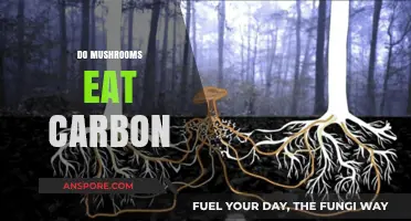 Do Mushrooms Eat Carbon? Unveiling Their Role in Climate Solutions