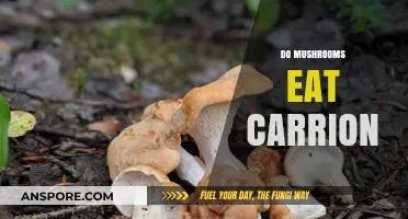 Do Mushrooms Eat Carrion? Unveiling the Truth About Fungal Diets