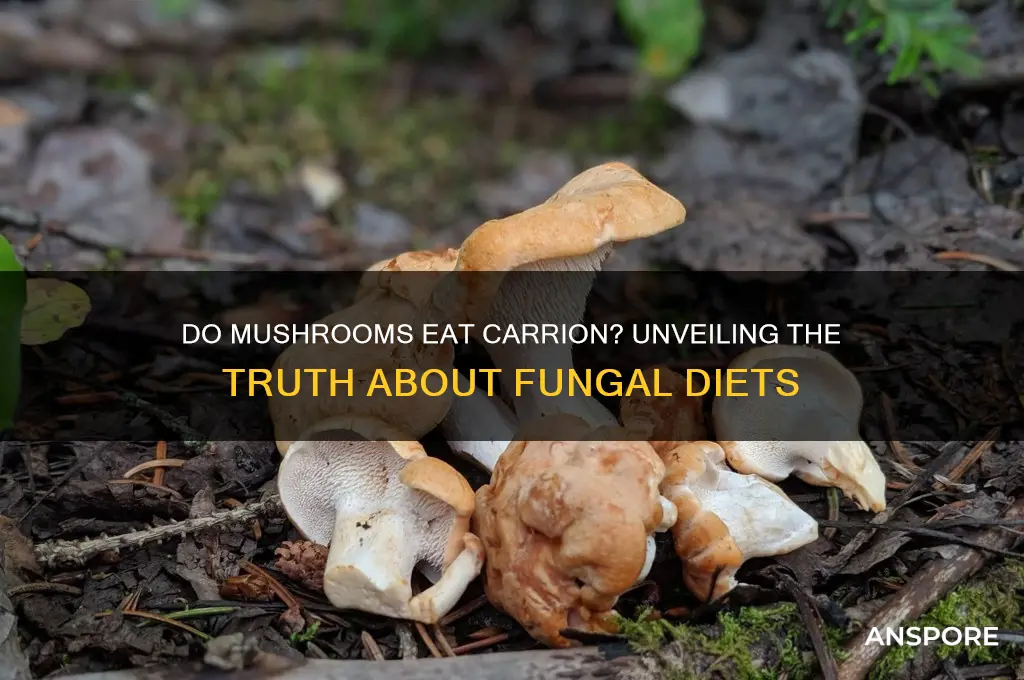 do mushrooms eat carrion