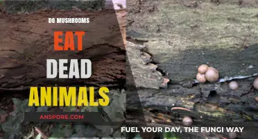 Do Mushrooms Eat Dead Animals? Unveiling the Truth About Fungi