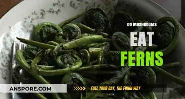 Do Mushrooms Eat Ferns? Unraveling the Fungal-Plant Relationship