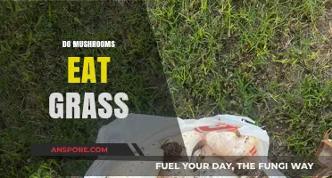 Do Mushrooms Eat Grass? Unraveling the Fungal-Plant Relationship