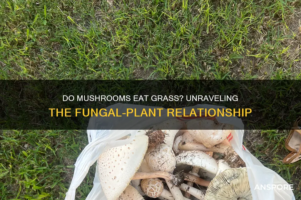 do mushrooms eat grass
