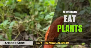 Do Mushrooms Eat Plants? Unveiling the Truth About Fungal Diets
