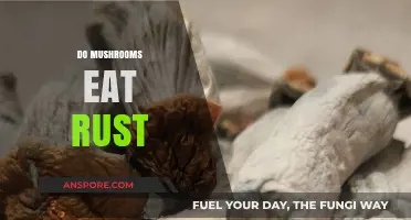 Can Mushrooms Consume Rust? Unveiling the Fungal-Metal Relationship