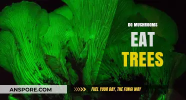 Do Mushrooms Eat Trees? Unveiling the Truth About Fungal Relationships