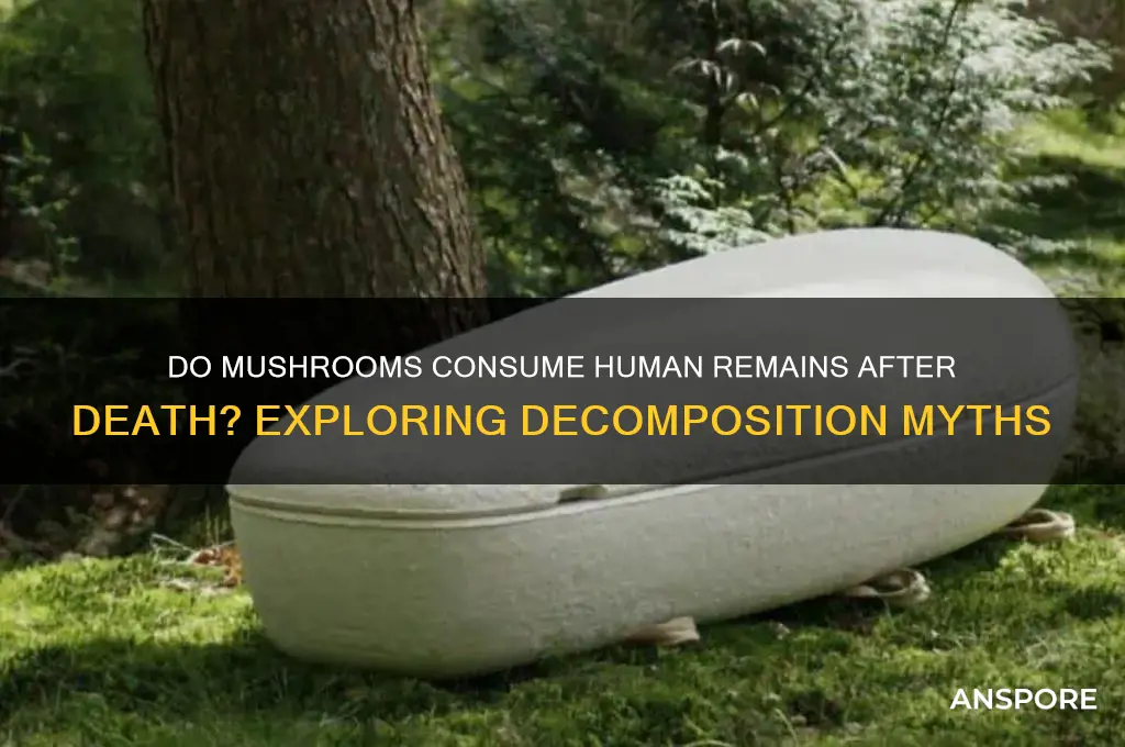 do mushrooms eat us when we die