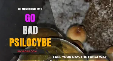 Do Psilocybe Mushrooms Expire? Shelf Life and Safety Tips