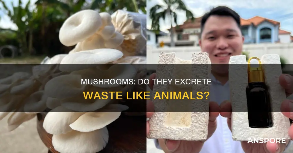 do mushrooms excrete waste