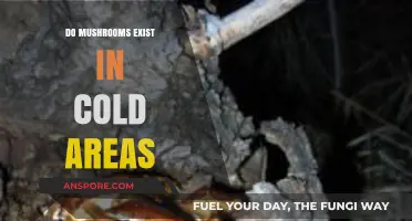 Mushrooms in Cold Climates: Exploring Their Survival and Diversity