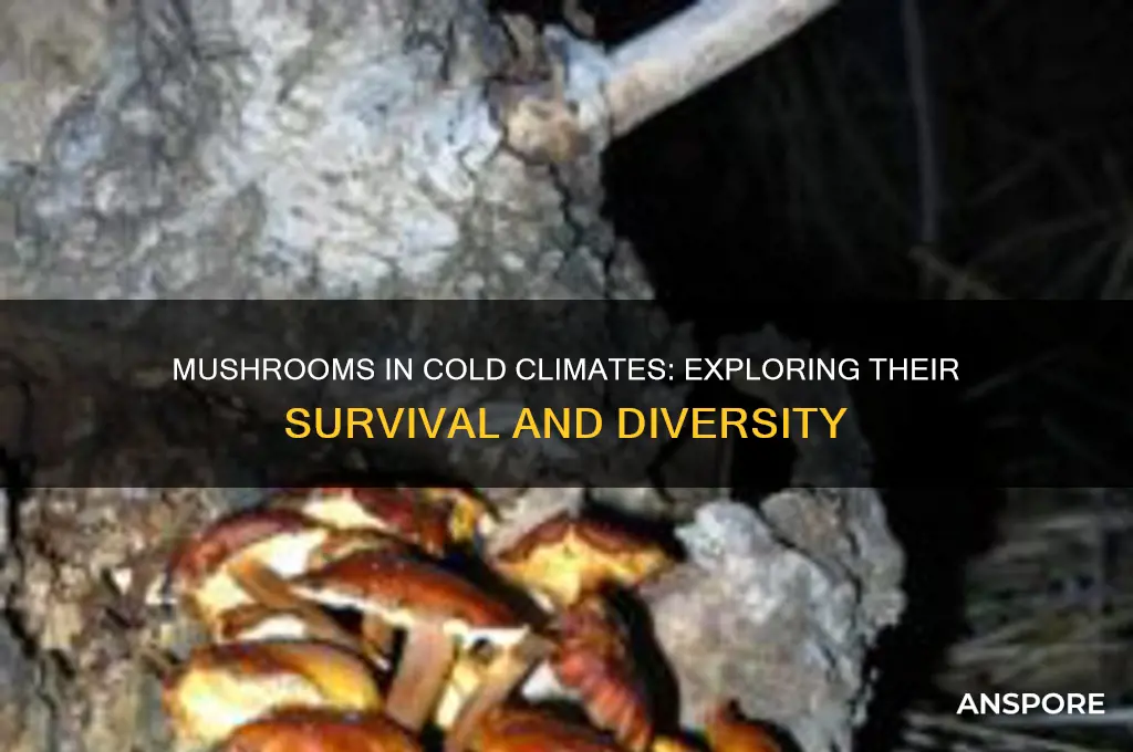 do mushrooms exist in cold areas