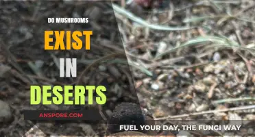 Mushrooms in Deserts: Myth or Reality?