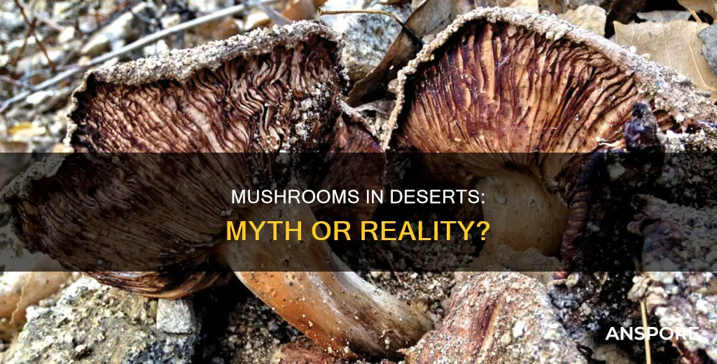 do mushrooms exist in deserts