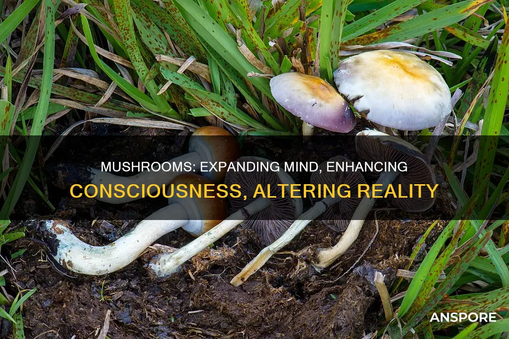 do mushrooms expand your mind