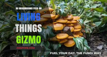 Do Mushrooms Feed on Living Things? Unveiling the Gizmo Mystery