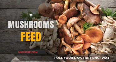 Mushrooms: How Do They Feed?