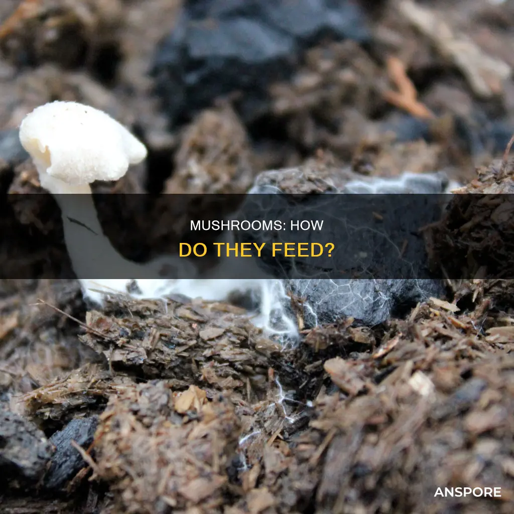 do mushrooms feed