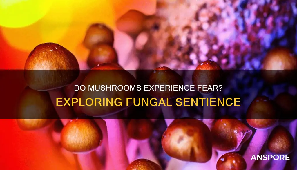 do mushrooms feel fear