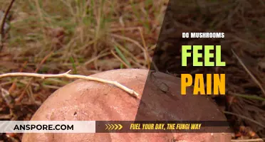 Mushrooms: Can They Feel Pain and Suffer?
